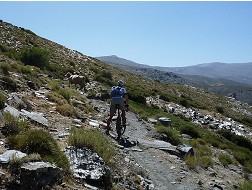 viel Weidevieh auf dem Sendero Sulayr