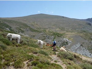 viel Weidevieh auf dem Sendero Sulayr